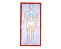 Relief model of the skeletal system