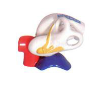 Middle ear anatomy enlarge