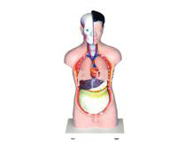 Human head, neck, torso model