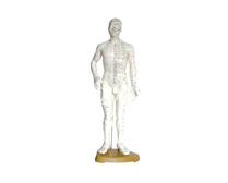 Meridian Qi Acupuncture Human Body Model double points