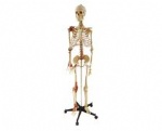 Model of the human skeleton with ligaments