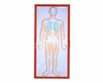Relief model of the skeletal system
