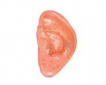 Ear acupuncture model